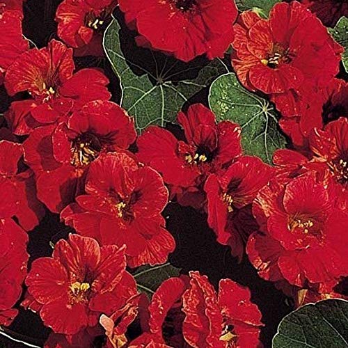 Cavolo Rapa - Weißer delicatezza - 100 Semi