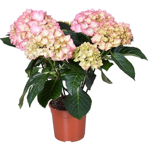 Hydrangea Rosa – Hortensia – Planta Natural con Flores Exuberantes Fácil de Cuidar