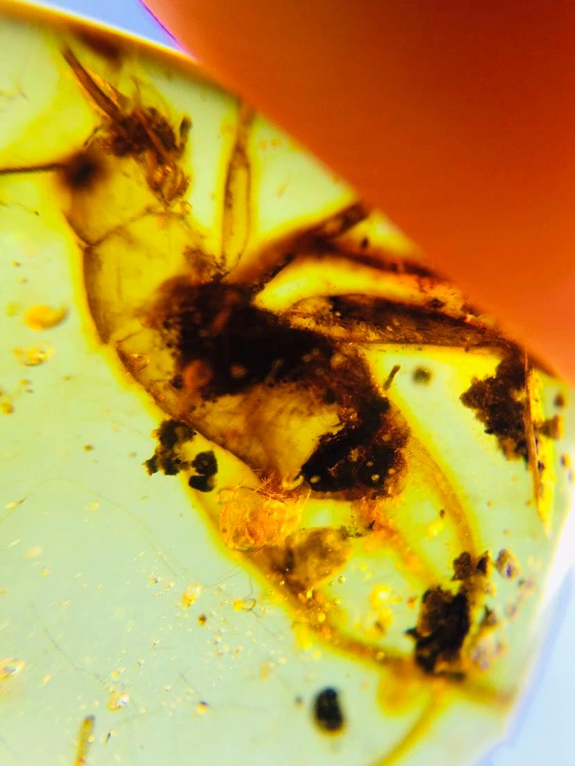 Burmese burmite Cretaceous Cricket Insect Fossil Amber Myanmar