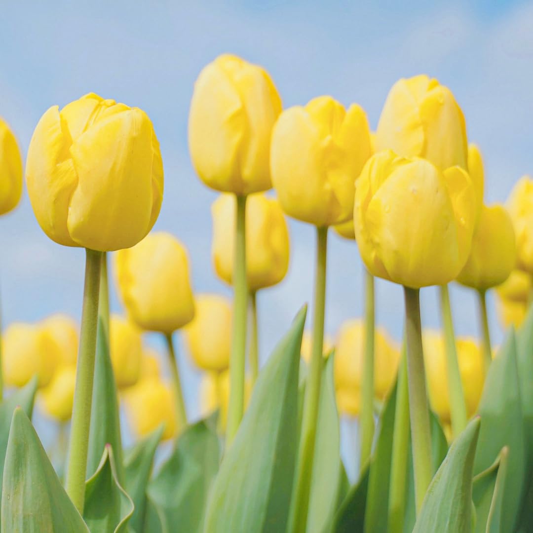Beautiful Yellow Tulip Bulbs – 10 Bright Yellow Bulbs for Planting – Easy-to-Grow Spring Blooms for Garden or Containers