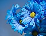 100+ Rare Blue Daisy Seeds - Beautiful Seeds for The Garden