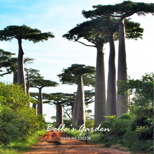 Baobab-Samen, Adansonia Digitata, 2 Stück, für den Garten, Bonsai-Pflanzen - Image 5