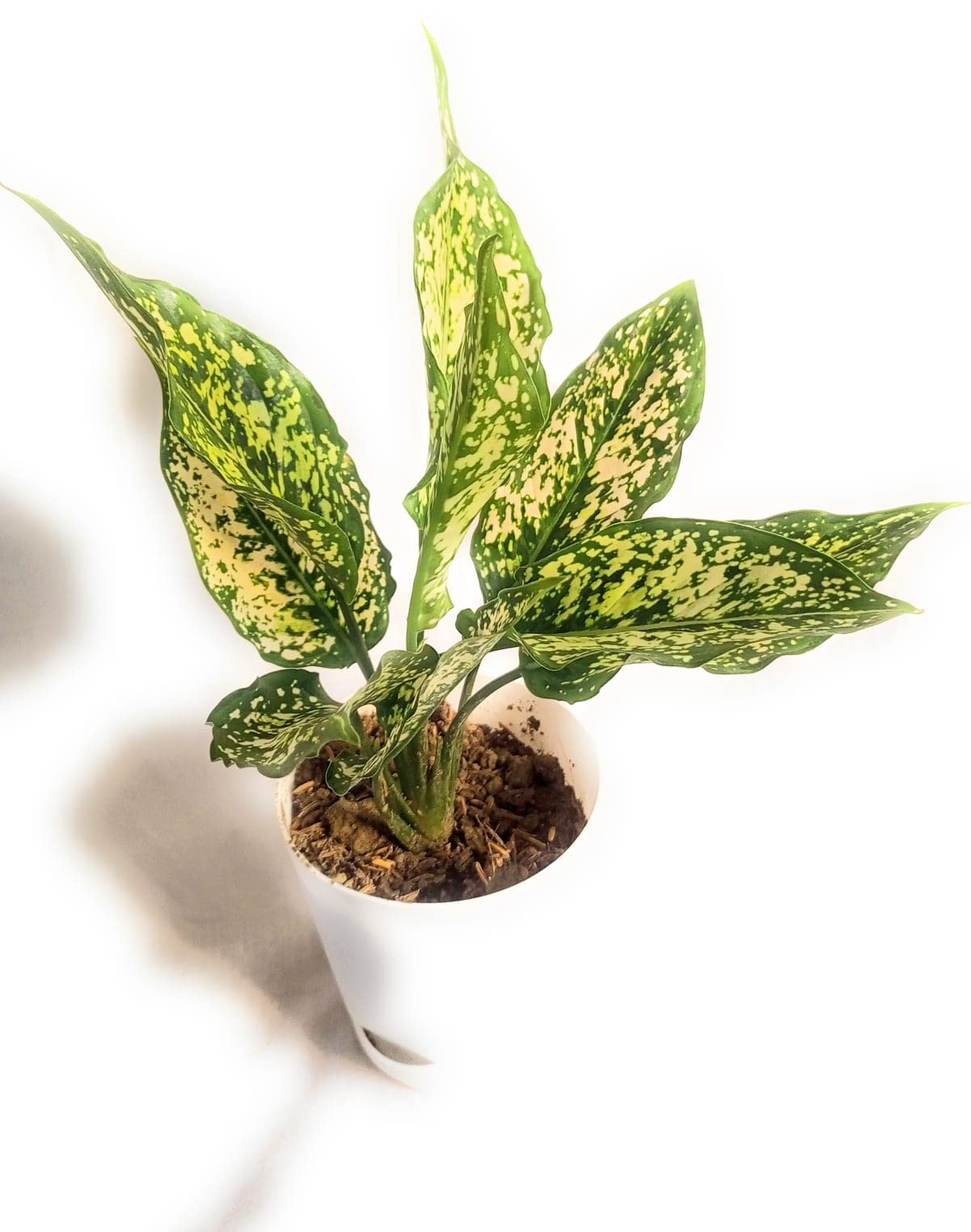 See full amazon price history chart for Living Colours Farm Aglaonema Snow White Indoor Plant In Self Watering Pot | 50 Gm Living Colours Farm Foliage Care Free (White) Living Colours Farm Aglaonema Snow White Indoor Plant In Self Watering Pot | 50 Gm Living Colours Farm Foliage Care Free (White) (B09KCFT11V) Amazon Price History, Amazon Price Tracker