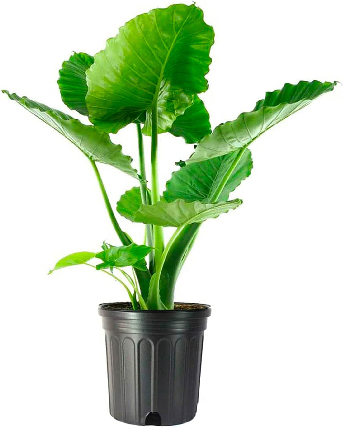 American Plant Exchange Alocasia Elephant Ear – 10-Inch Pot – Live Easy Care Tropical Houseplant, Bold Foliage Indoor or Patio Plant for Home, Office, Garden & Jungle-Inspired Décor
