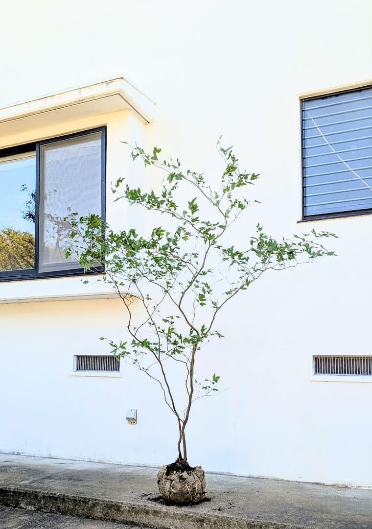 しなやかに。山採りシロモジ。 しなやかに。山採りシロモジ。 しなやか