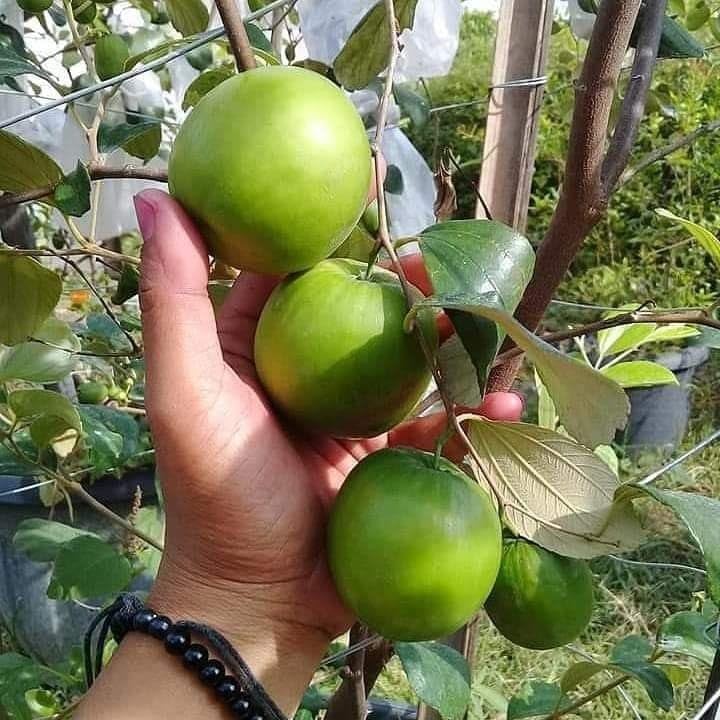 BISWAS PLANTS MARKET GRAFTED Green Apple Bar Fruit (1/1.5fit