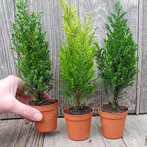 ShopMeeko GRAINES: 100pcs plantes rares arbres Platycladus plantes est Thuya plantes Conifer Bricolage Jardin Plantes Bo: graines rares Cover