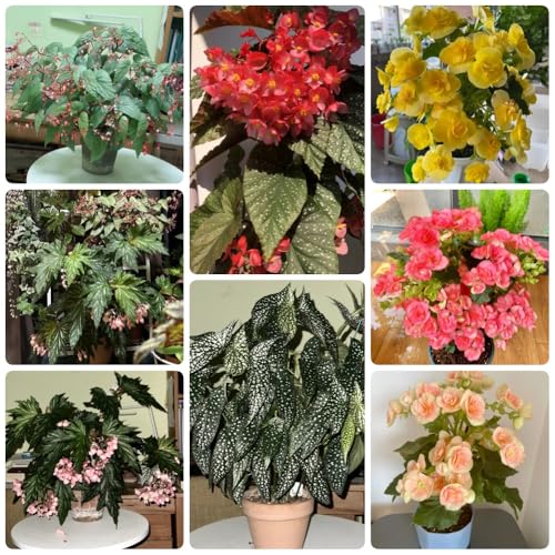 Semillas de Begonia, Begonia grandis, Las plantas de jardín son plantas perennes resistentes. semillas de plantas de begonia, plantas raras, plantas de otoño jardín de plantas, 300pcs