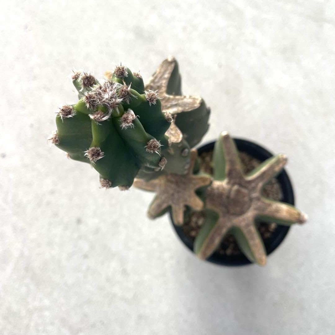 【鉢植え】柱サボテン ブランチ(トゲ無し) ヌーダム Amazon｜【鉢植え】 柱サボテン ブランチ(トゲ無し) ヌーダム｜観葉