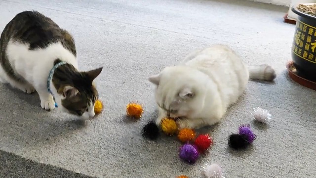 Palline Scintillanti Per Gatti - 20 Pezzi, 4.5 Cm, Con Pompon, Giocattoli Interattivi Per Interni - Foto 7