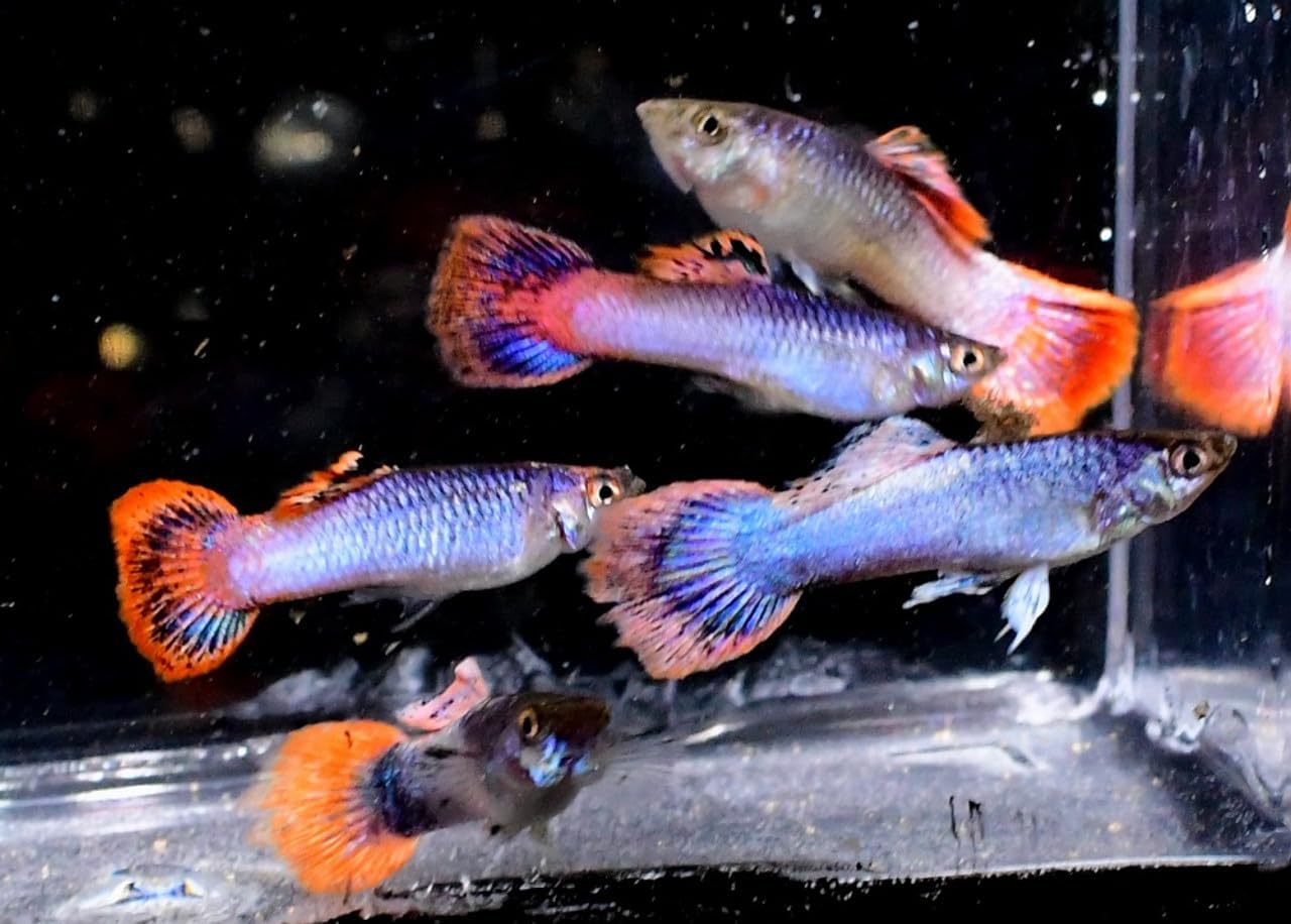 Metallic Pink Glitter Guppy (6 Fish Pack) - Live Fish for Aquarium Exotic Freshwater Live Fish