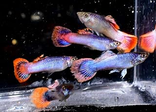 Metallic Pink Glitter Guppy (6 Fish Pack) - Live Fish for Aquarium Exotic Freshwater Live Fish