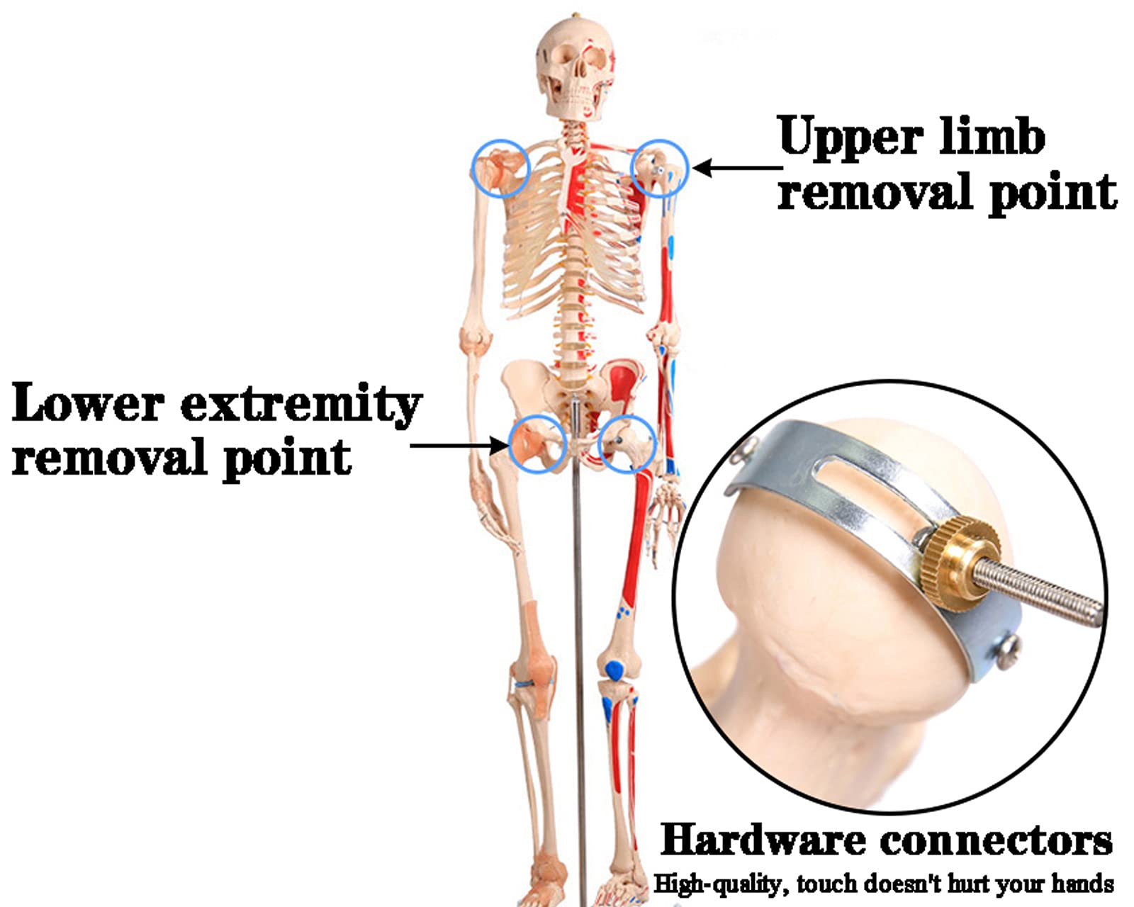 Model ludzkiego szkieletu 85 cm do edukacji anatomii medycznej, narzędzie do nauczania szpitala i szkoły