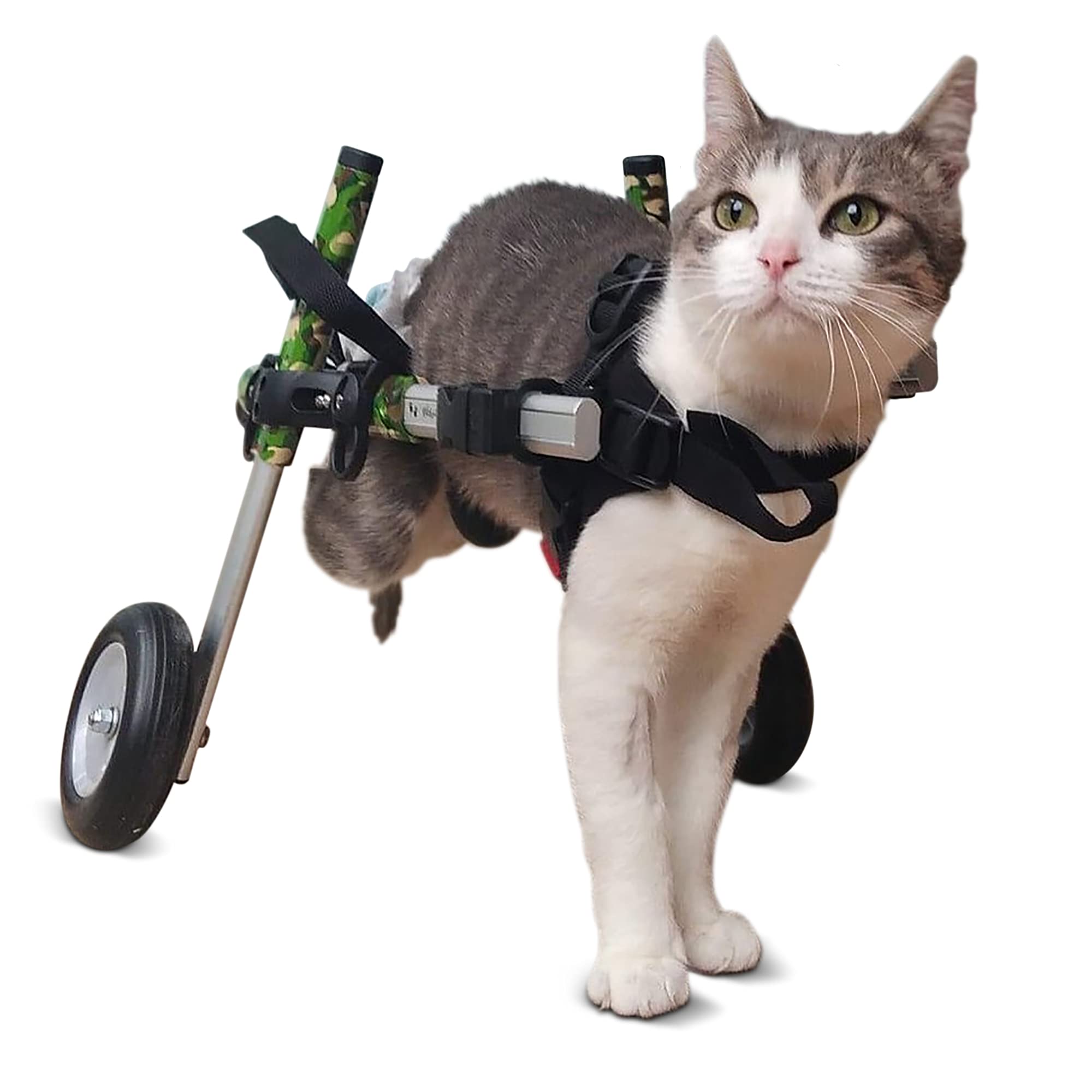 cat with wheels
