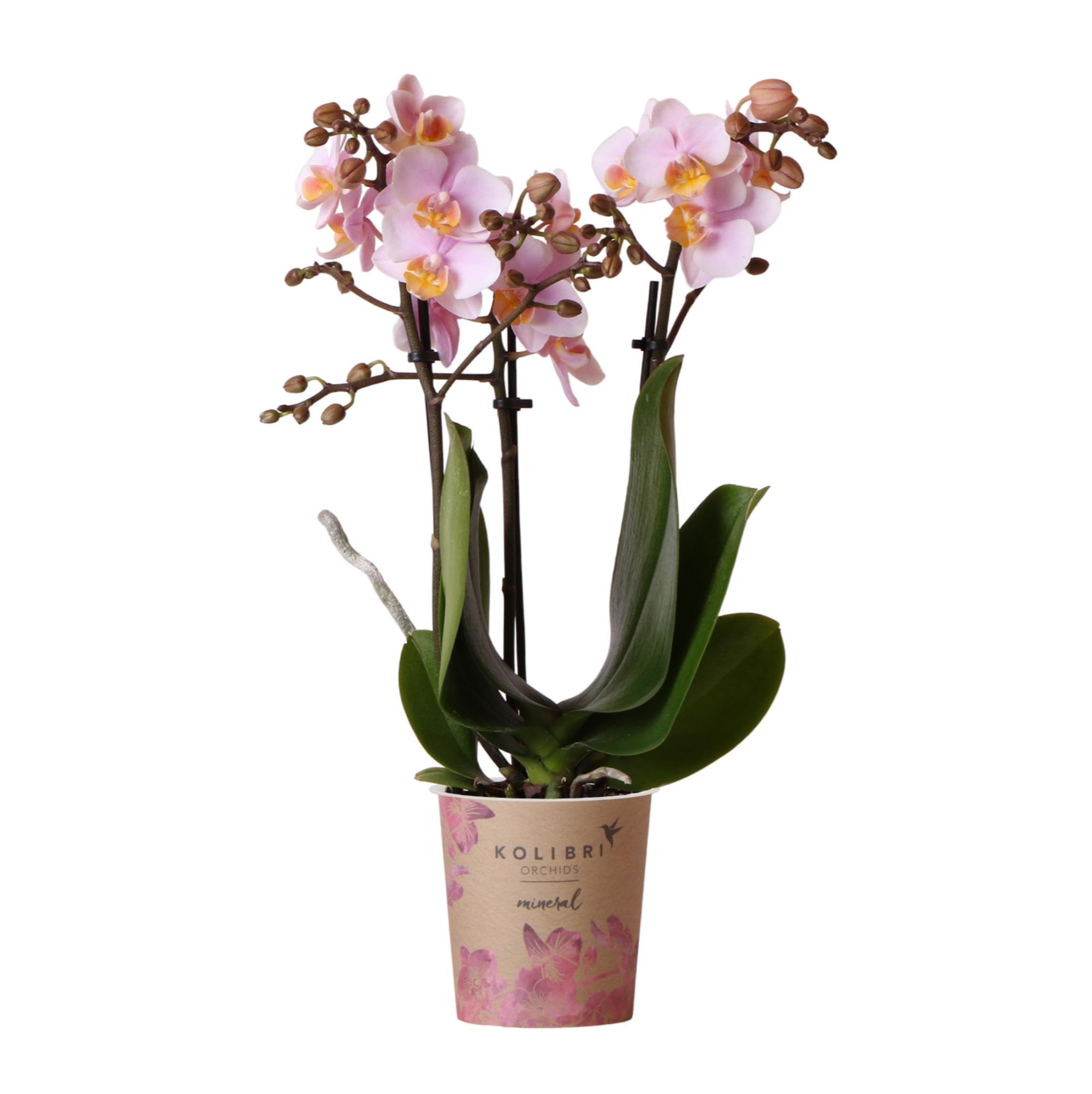 Rose Orchidee (Phalaenopsis)