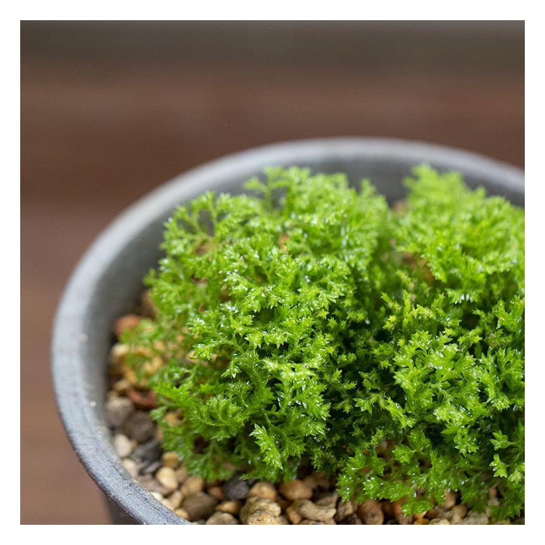 かめさまページ 天然苔八ヶ岳産～ヒカリゴケ～ 天然苔八ヶ岳産 ～石に育つヒカリゴケ～ 激レアです！！～