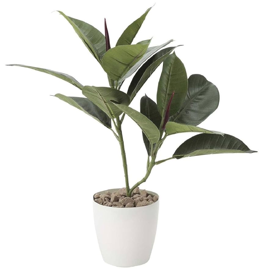 Amazon｜観葉植物/フェイクグリーン 【ゴムの木】 日本製 光触媒