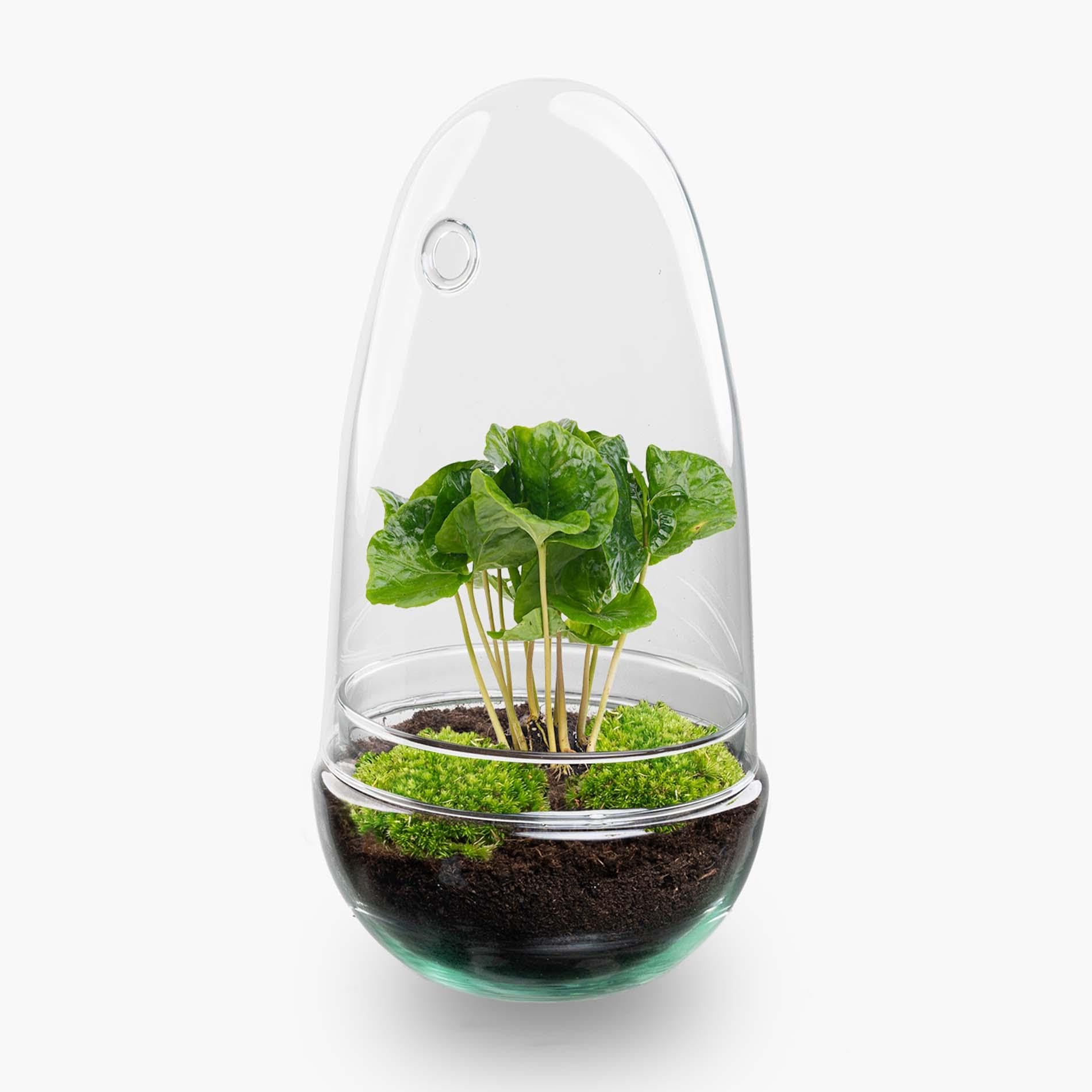 Terrario de Plantas DIY de Cristal, Decoración, Coffea Arabica, Ø 12 cm