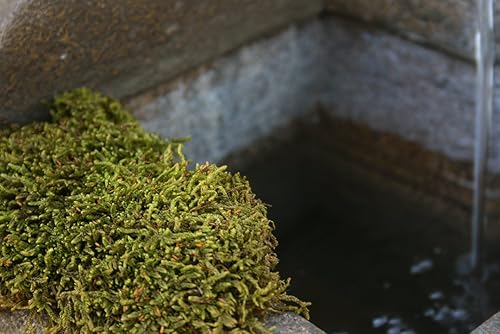 Miniatura 2 de Lámina de musgo preservado SuperMoss, fresco, verde y húmedo