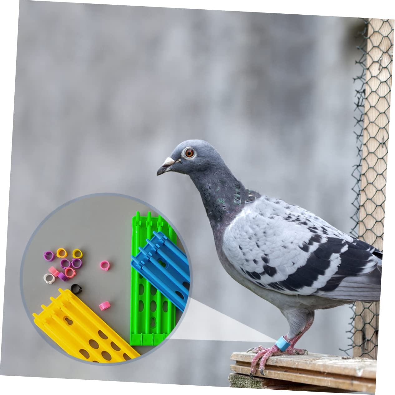 Hemoton Pigeon Ring Rack Pigeon Band Holder Parrot Ring Placing Racks for Organized Storage