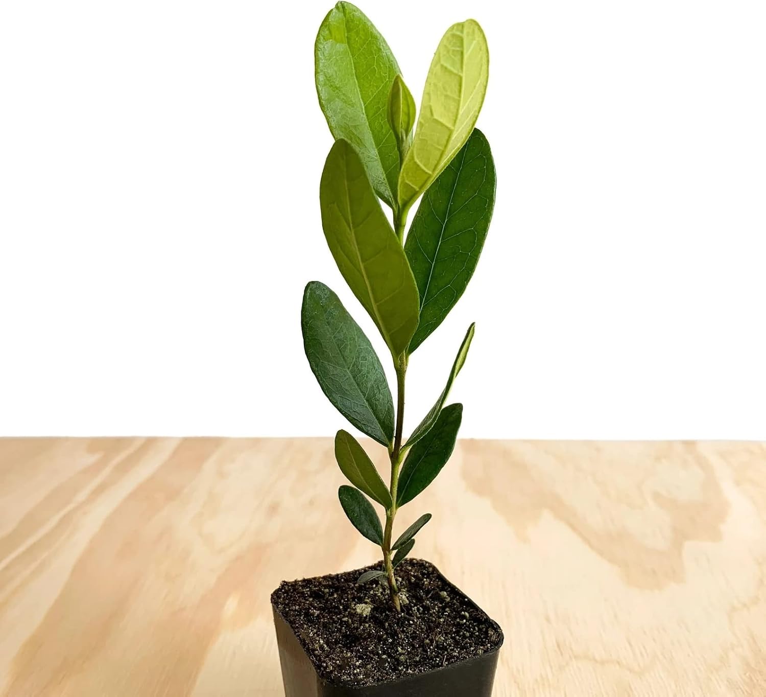 Pineapple Guava Fruit Tree (Feijoa Sellowiana) 2 inch