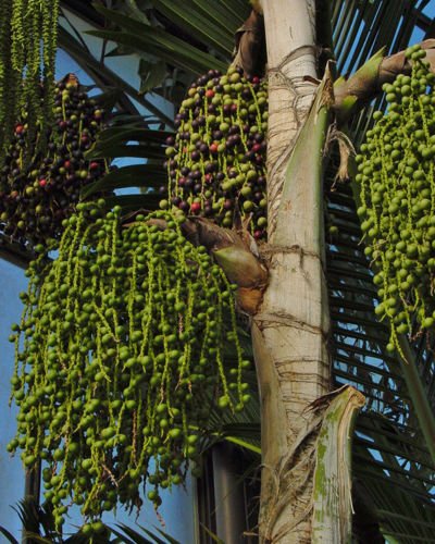 Caryota urens Samen, Palmae Baumsamen, Fishtail Palm, Warze Fishtail Palm - Image 3