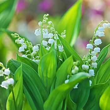 RU-6130　 LILY OF THE VALLEY オードトワレ　100ml Lily of the Valley – Little Bee Scents™