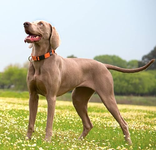 Miniatura 5 de Rogz utilidad M 58-inch costuras reflectantes serpiente collar de perro