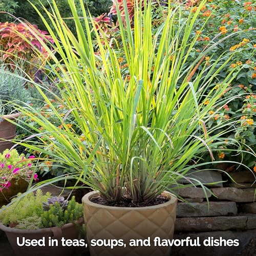KVITER 800 Lemongrass Seeds (Cymbopogon citratus) - Lemon Grass Seed, Aromatic Culinary Herbs, Organic & Non GMO - Heirloom Herb Seeds for Outdoor, Indoor Garden & Containers - Image 7