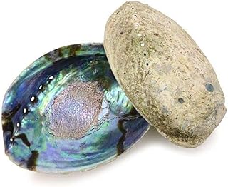 Ocean Shell Studios 5-6 inches Premium Natural Abalone (Pāua) Twin Pack for Smudging, Cleansing Home, Meditation, Shell Crafts,Incense Holder, Home Décor, 100% Natural, Sustainable.