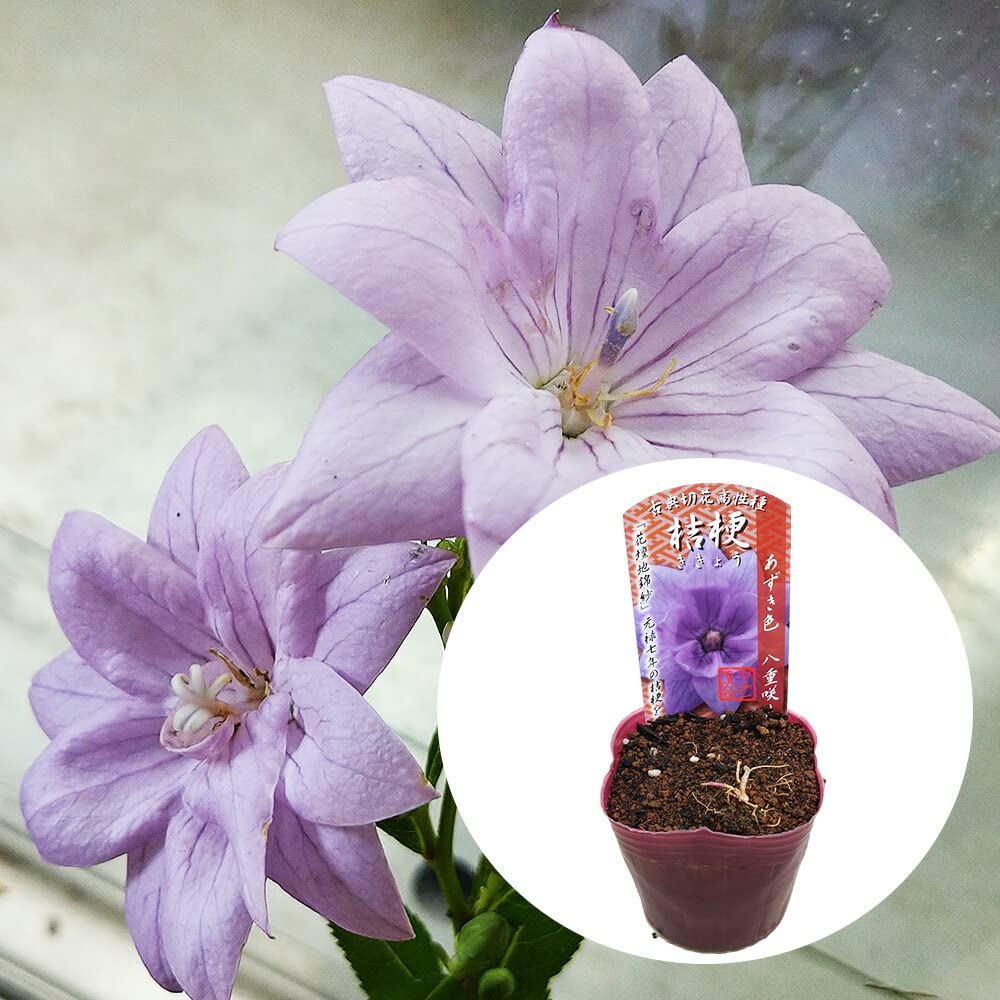 Amazon.co.jp: 【花終わり】桔梗 キキョウ 【 あずき色 八重咲き