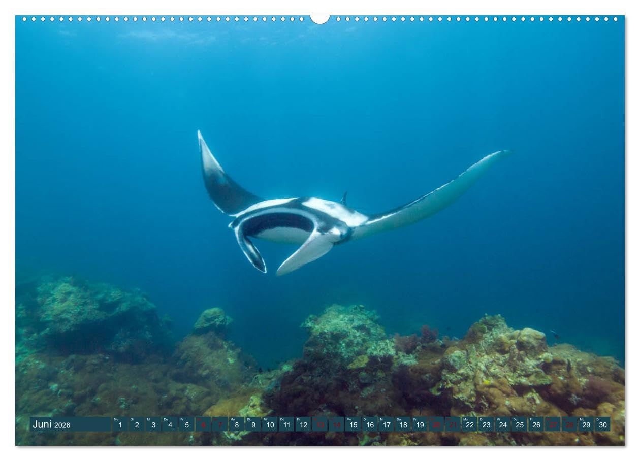 Tauchen, Fische und Meer (hochwertiger Premium Wandkalender 2026 DIN A2 quer), Kunstdruck in Hochglanz: Unterwasserimpressionen