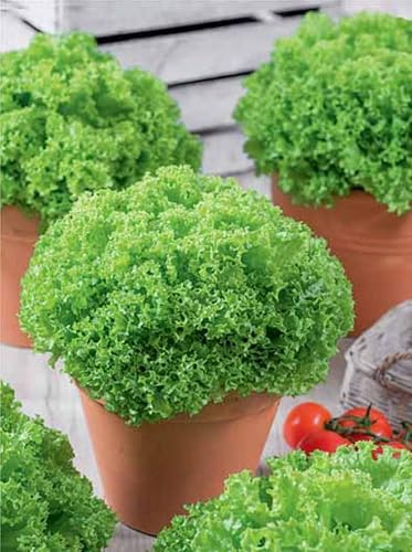 Miniatura 3 de Semillas Lechuga Lollo Bionda Balcón No GMO Heirloom