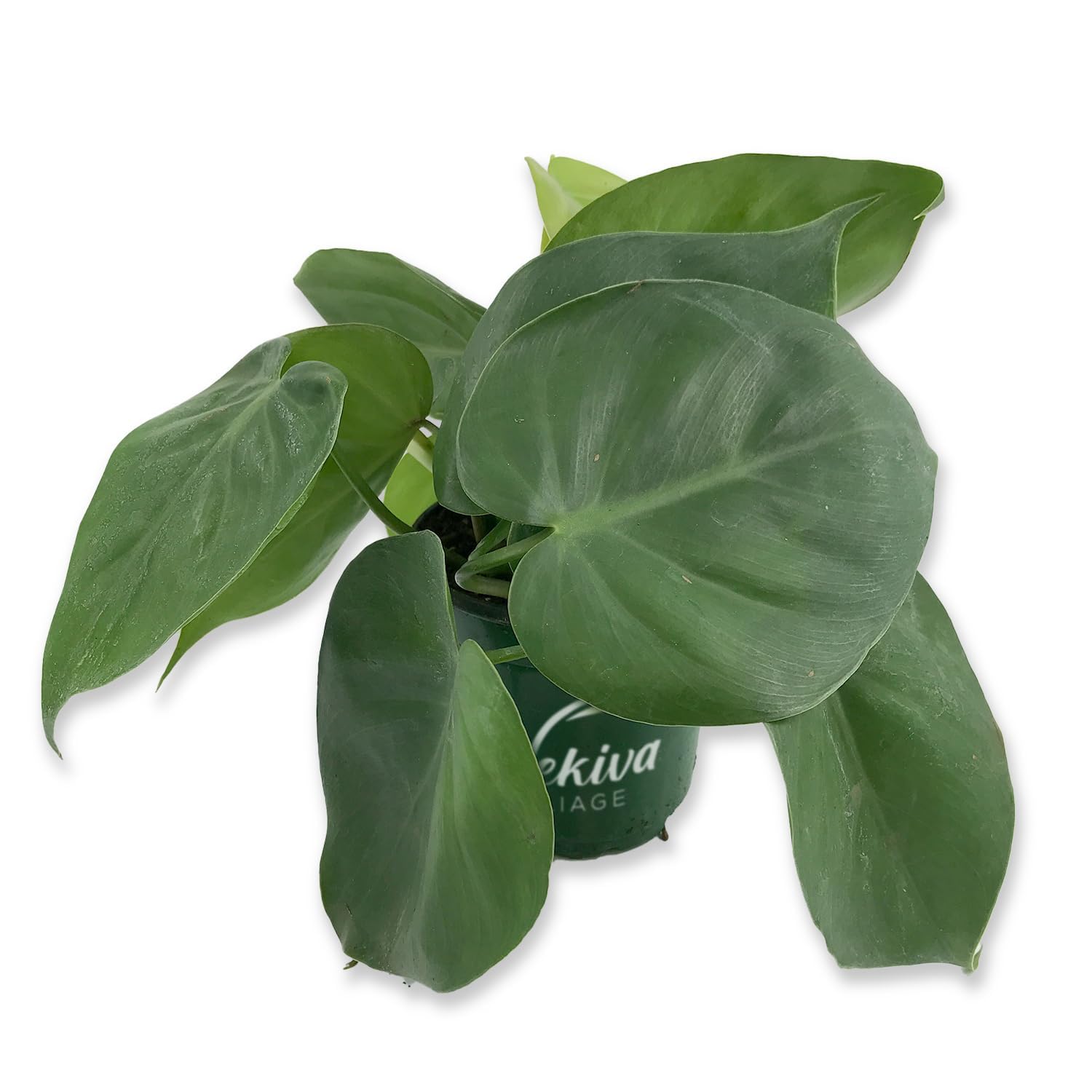 fan leaf palm plant Full Faux Fan Palm  Megan Molten