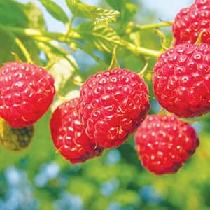 Amazon.com : Set of 4 Assorted Raspberry Plants Live, 4-8” Tall ...