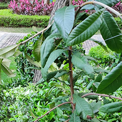 Herramienta para extender ramas de árboles frutales 50 piezas miniatura 5