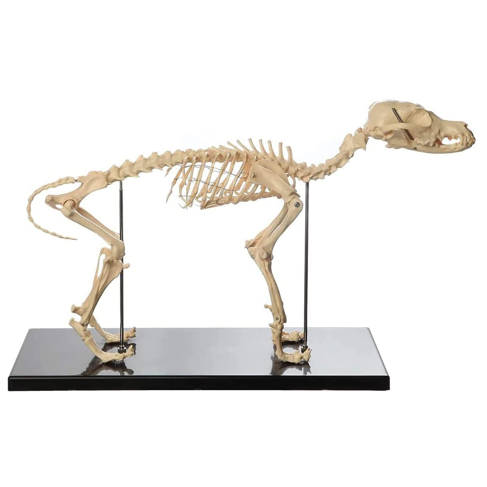 model anatomiczny, Model kości szkieletu psa, nauczania anatomii zwierząt psów, szkielet z PVC, anatomiczny dla biologii człowieka, weterynaryjne narzędzie demonstracyjne