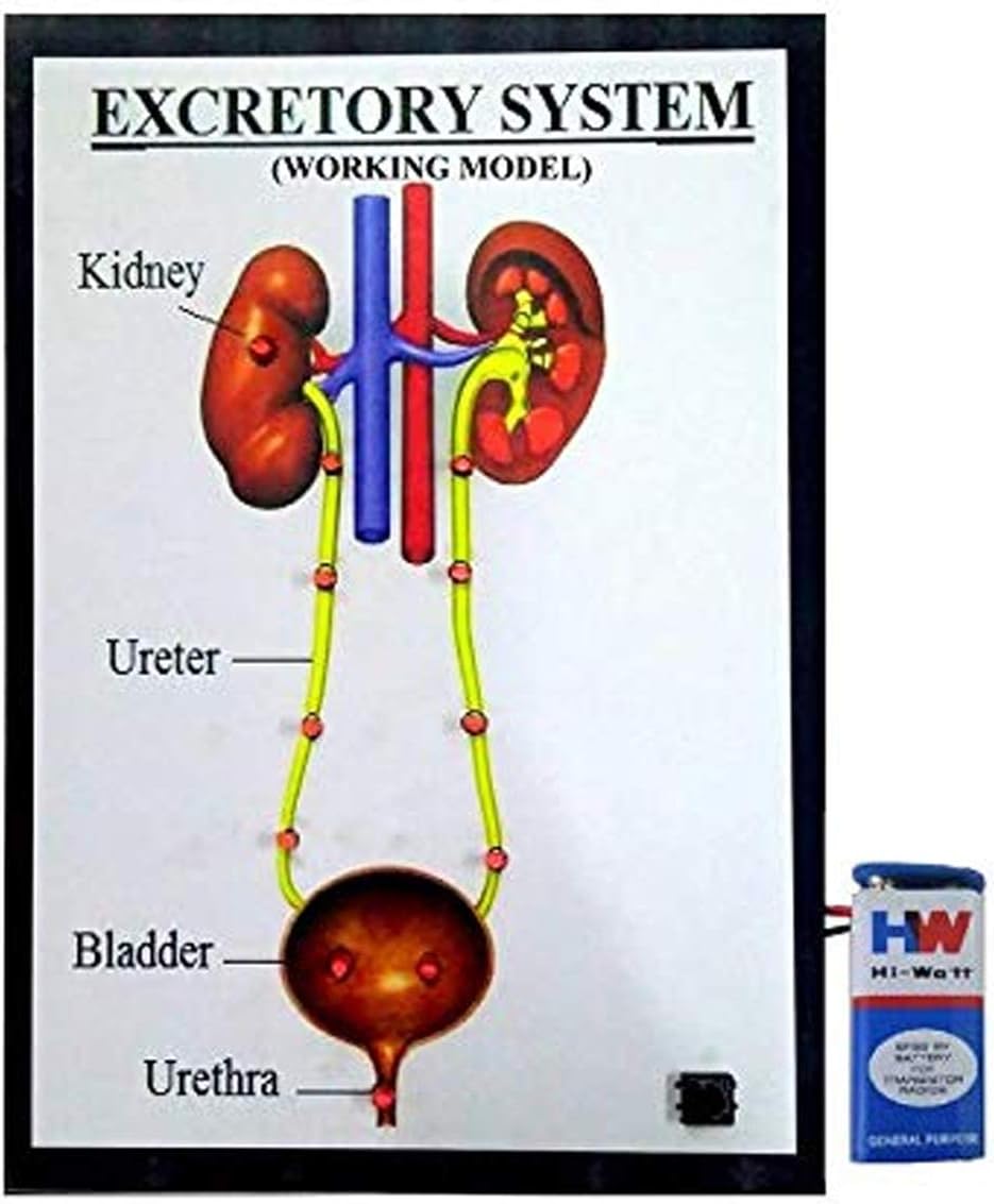 Excretory System- Biology Science Educational Project.