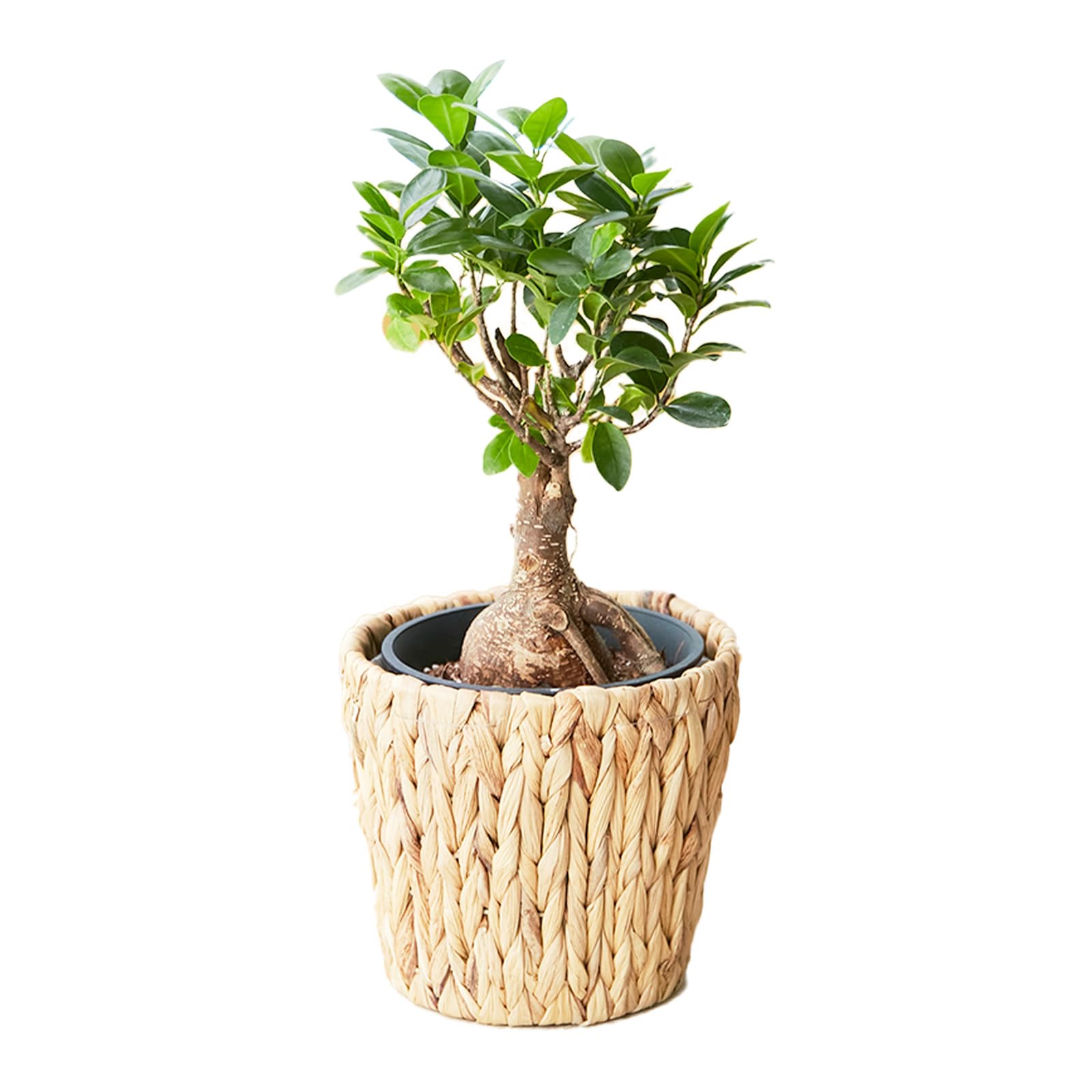 Amazon｜bloomee(ブルーミー) ガジュマル 観葉植物 (5号 編み込み
