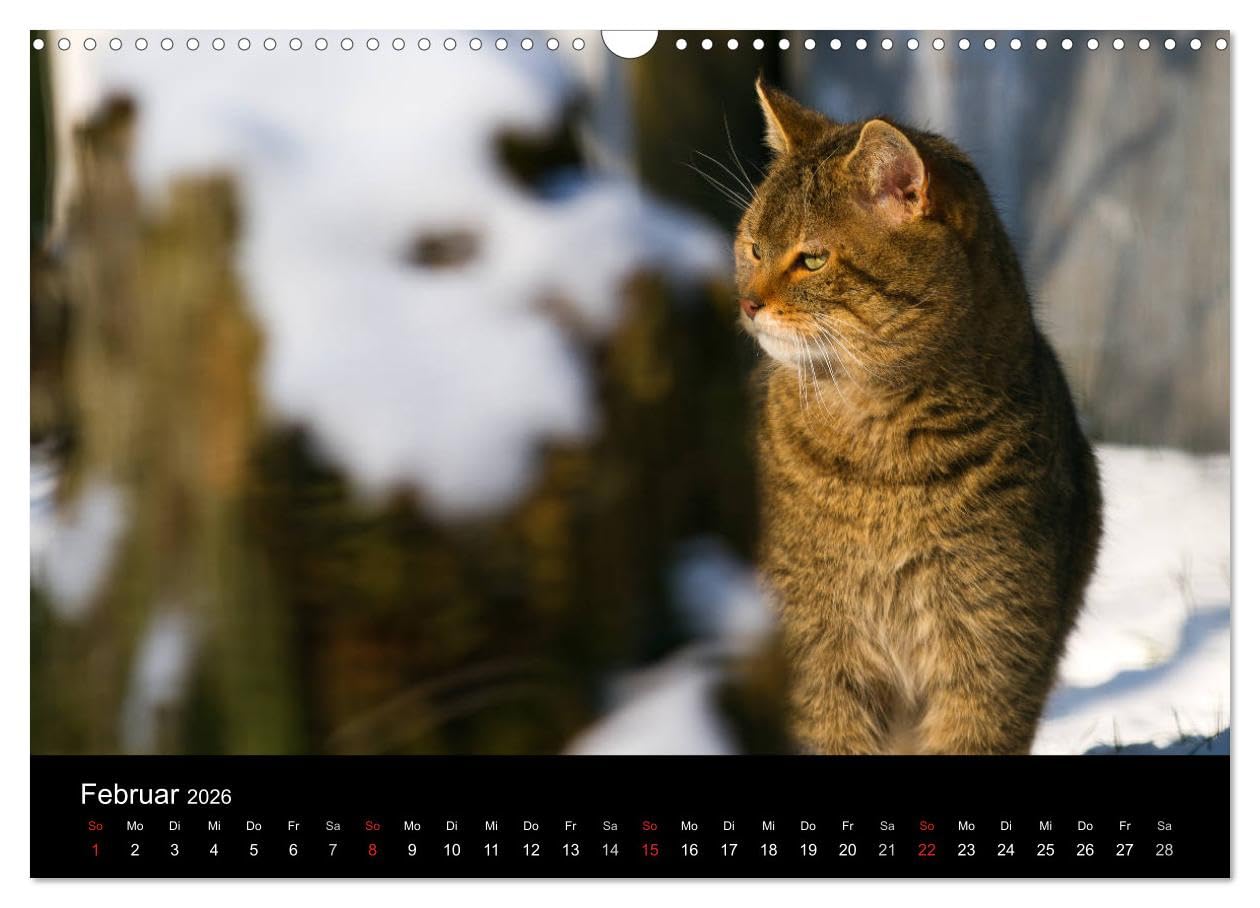 Wildkatzen - scheue Samtpfoten (Wandkalender 2026 DIN A3 quer), CALVENDO Monatskalender: Beeindruckende Fotografien der europäischen Wildkatze