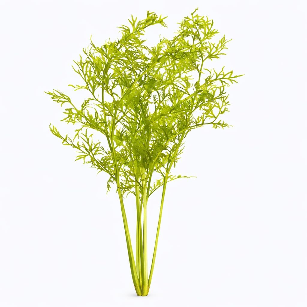 Axolotl Live Plants Bundle - 3 Species Starter Kit | Java Fern, Hornwort & Water Sprite - Cold Water Safe, No CO2 Needed - Beginner Axolotl Tank Plants (6)