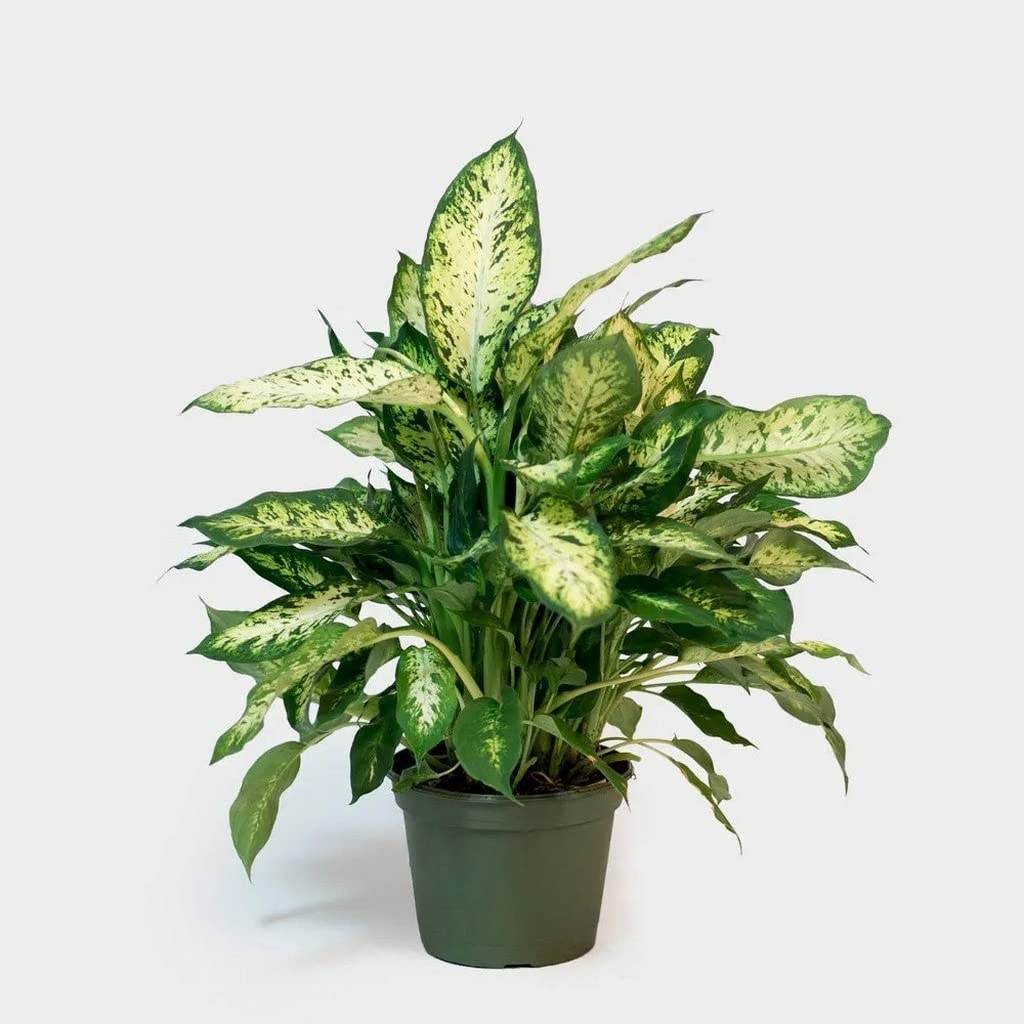 OhhSome Exotic Plant Dieffenbachia Sublime, 8.5 Cm Pot Indoor - |Patio|Home|Ndoor|Bedroom|Table|Living Room|Office Decoration Gift (Exotic Healthy Live Plant)