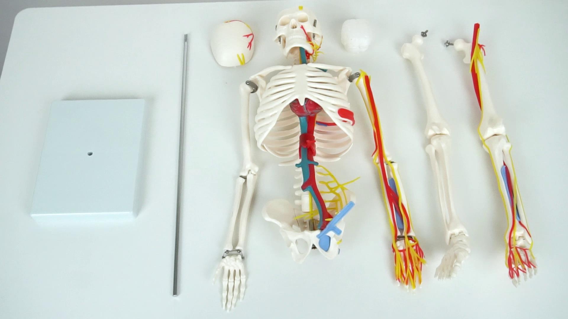 Amazon.com: breesky Human Skeleton Model for Anatomy with Metal
