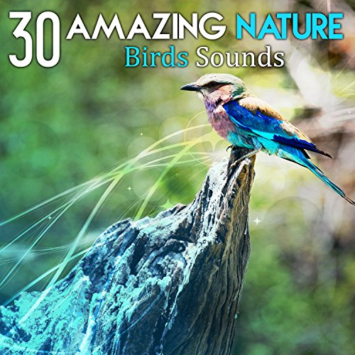 Amazon Music - Garden of Zen Musicの30 Amazing Nature: Birds Sounds ...