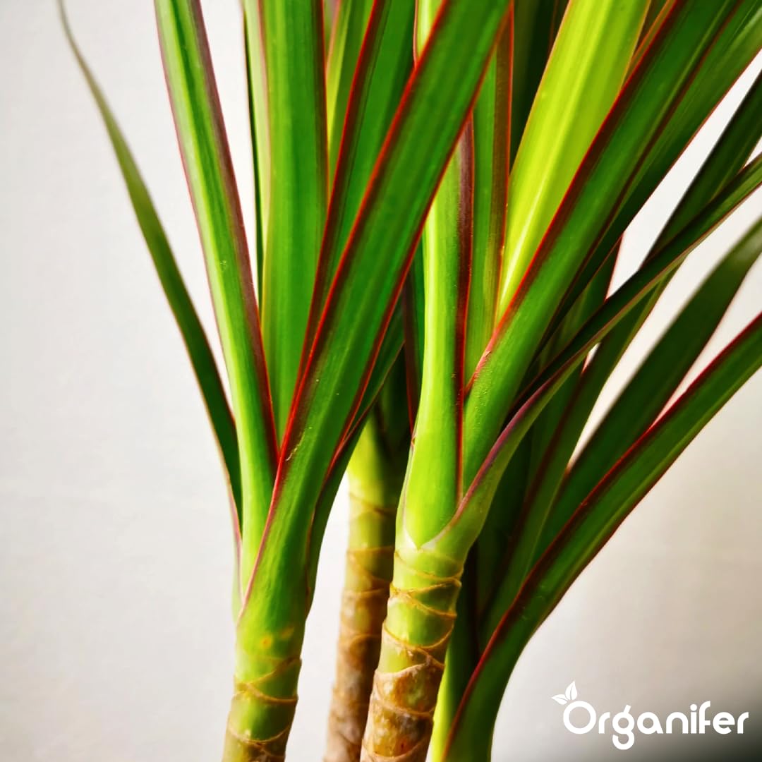 Fertilizante Líquido - 2x1L - Para Dracaena - NPK 2-1-8 | Plantas Sanas Y Hojas Vigorosas - Organifer