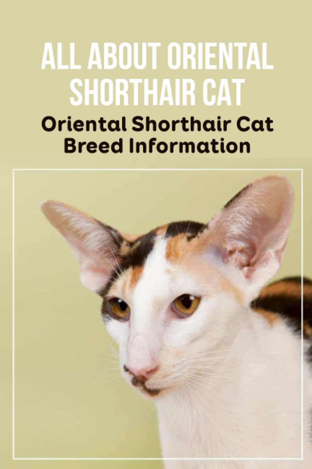 All about Oriental Shorthair Cat: Oriental Shorthair Cat Breed Information: Oriental Shorthair Cat