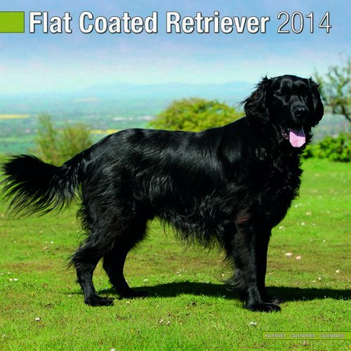 Flat Coated Retriever 2014