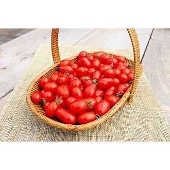 トマト 小鈴ちゃん 岐阜県さかほぎ産ミニトマト ボックス 1kg 産地直送