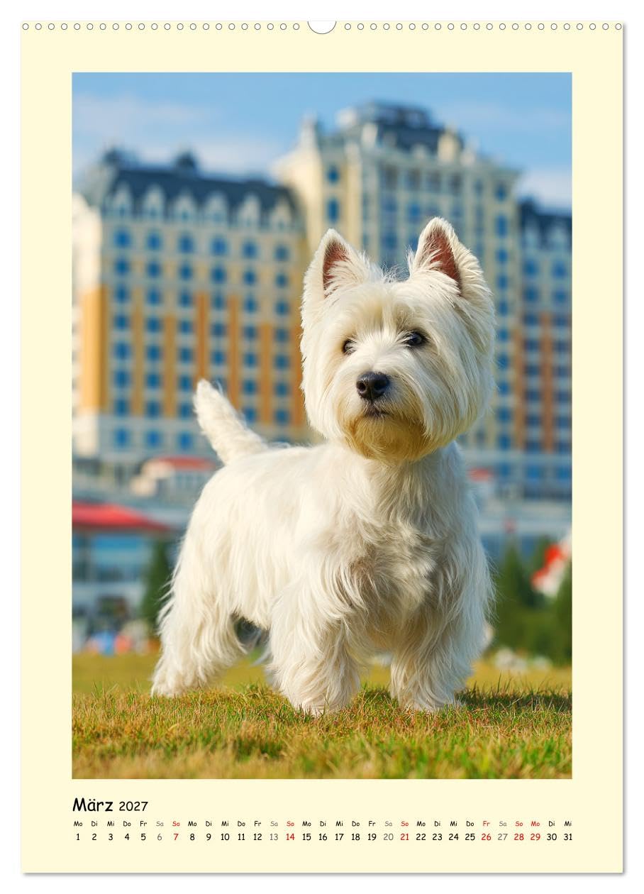 Süßer Wuschelkopf. West Highland White Terrier Momente (Wandkalender 2027 DIN A2 hoch), CALVENDO Monatskalender: Die fröhlichen, mutigen und charmanten Westies in zauberhaften Bildern (CALVENDO Tiere)