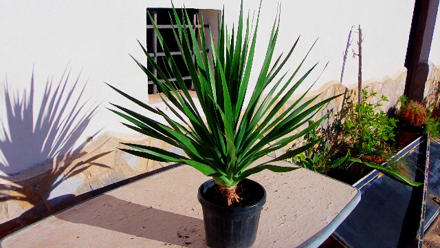 Dracaena Draco - kanarischer Drachenbaum - Eine rundum schne Pflanze :  Amazon.de: Garten